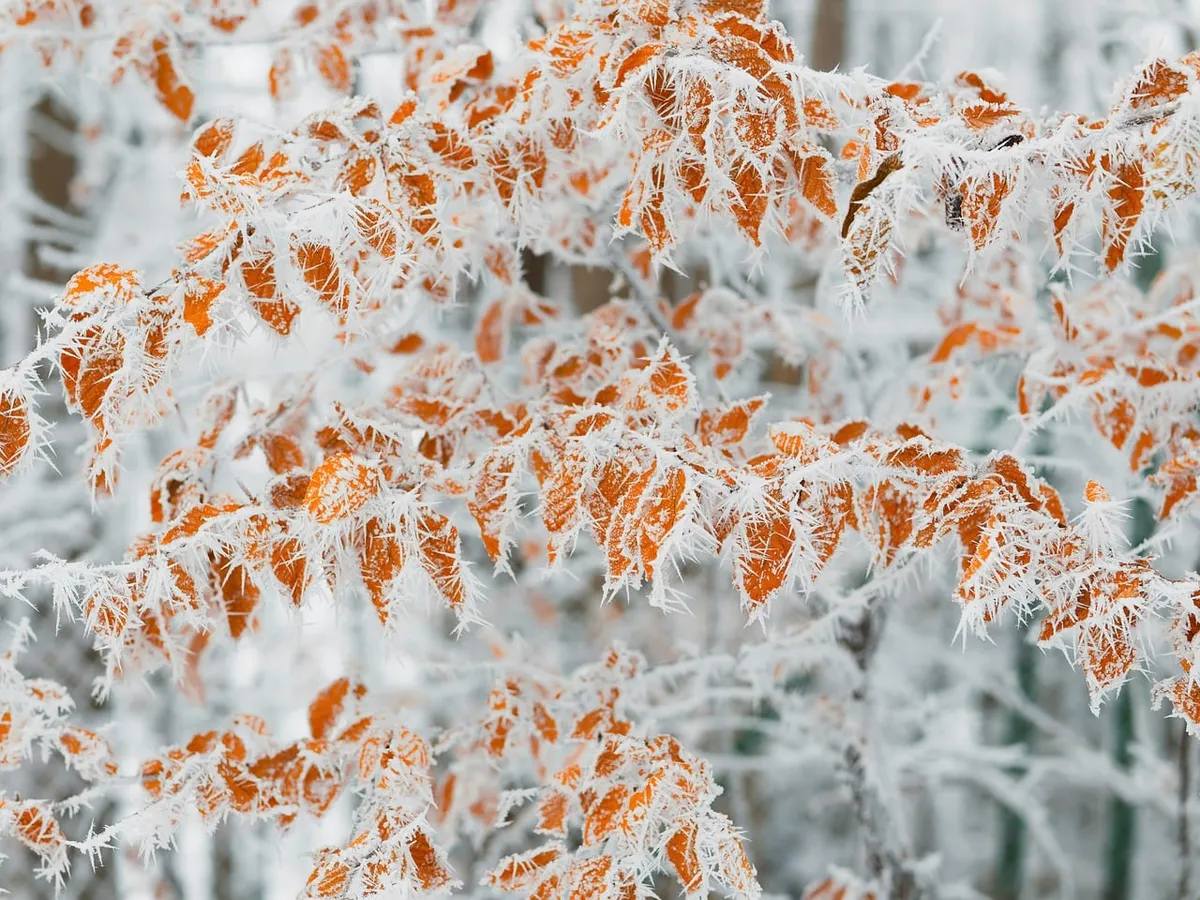 winter, autumn, hoarfrost, leaves, nature, ice, frozen, cold, forest, branches, silence, peaceful, woodland, transition, color, frost, pattern, texture, calm, b