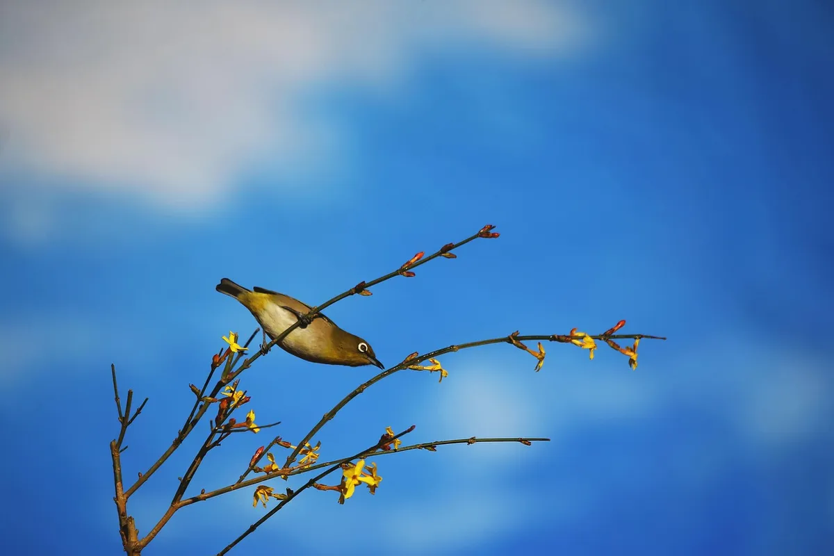 bird, branch, food, daily life, nature, blue life, blue birds